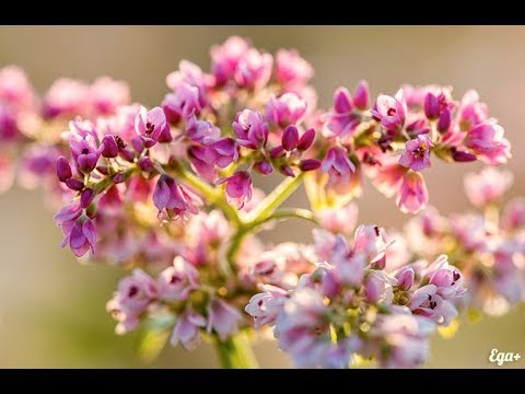 Обзор прекрасной книги сказки Крупеничка