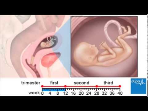 Развој на бебето во текот на бременоста