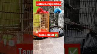 Download Lagu proses jantan 🐤 merayu betina 🐥 #muraibatu MP3