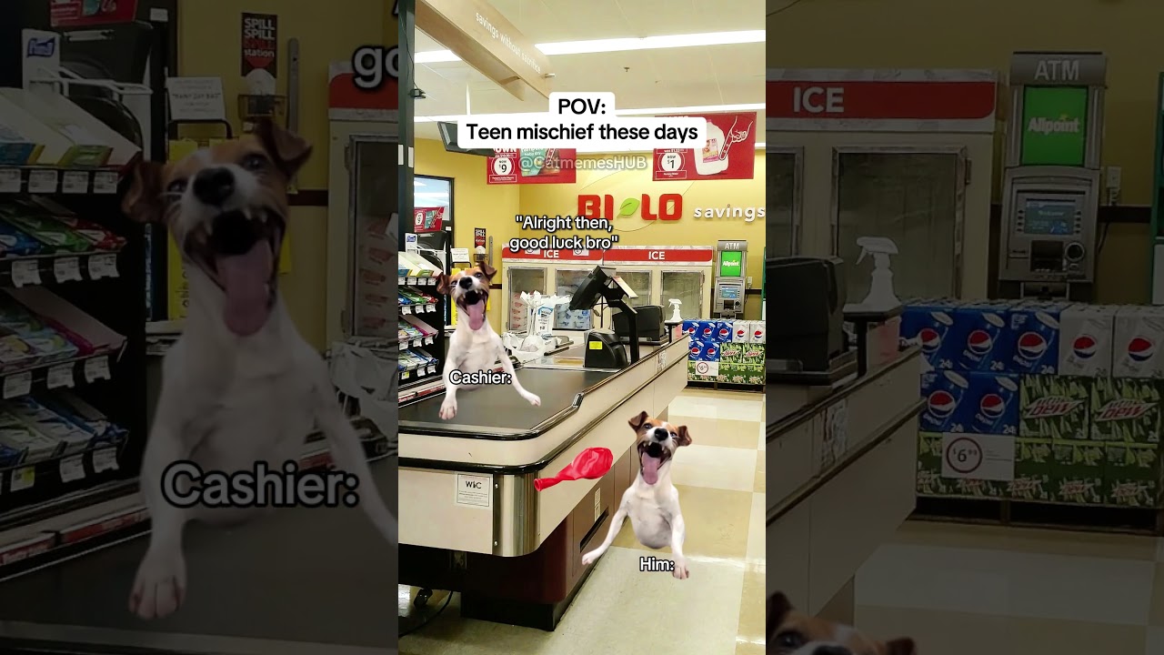 МЕМЫ С КОШКАМИ 🐱 Подростковые шалости в наши дни 