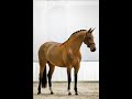 Dressagehorse for sale  sporthorsesnl dzsudzsa johnson x jackson  elite mare 169 level z2