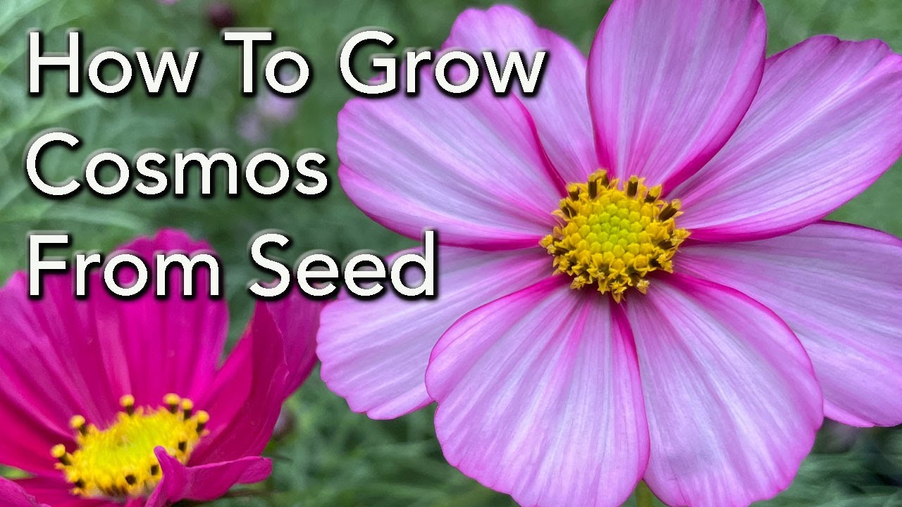 How to Grow Cosmos From Seed - How to Prune For More Flowers and General  Care - thptnganamst.edu.vn