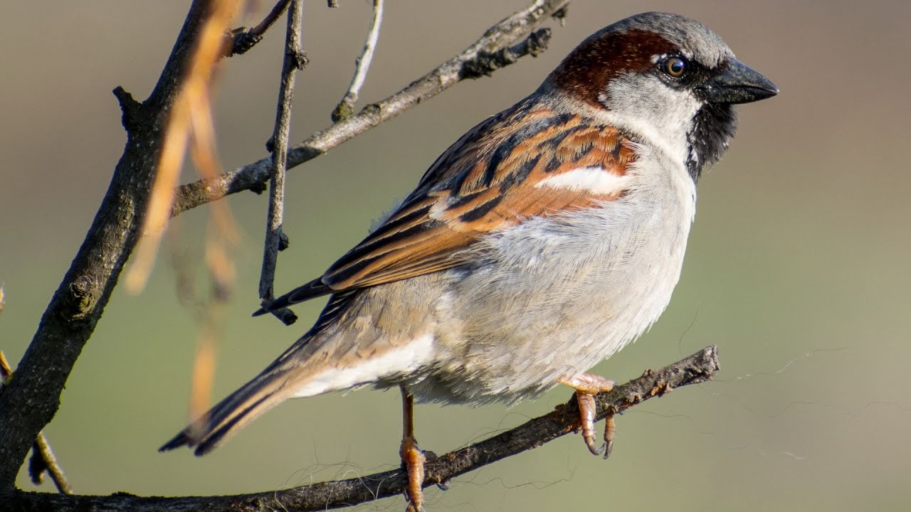 Psalm 84 vers 2 en 6 |  Sint Maartenskerk Zaltbommel