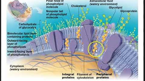 Human Anatomy Lecture- Ch 2 Cells