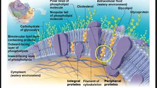 Human Anatomy Lecture- Ch 2 Cells