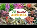 75 Beautiful Aechmea Bromeliad Varieties