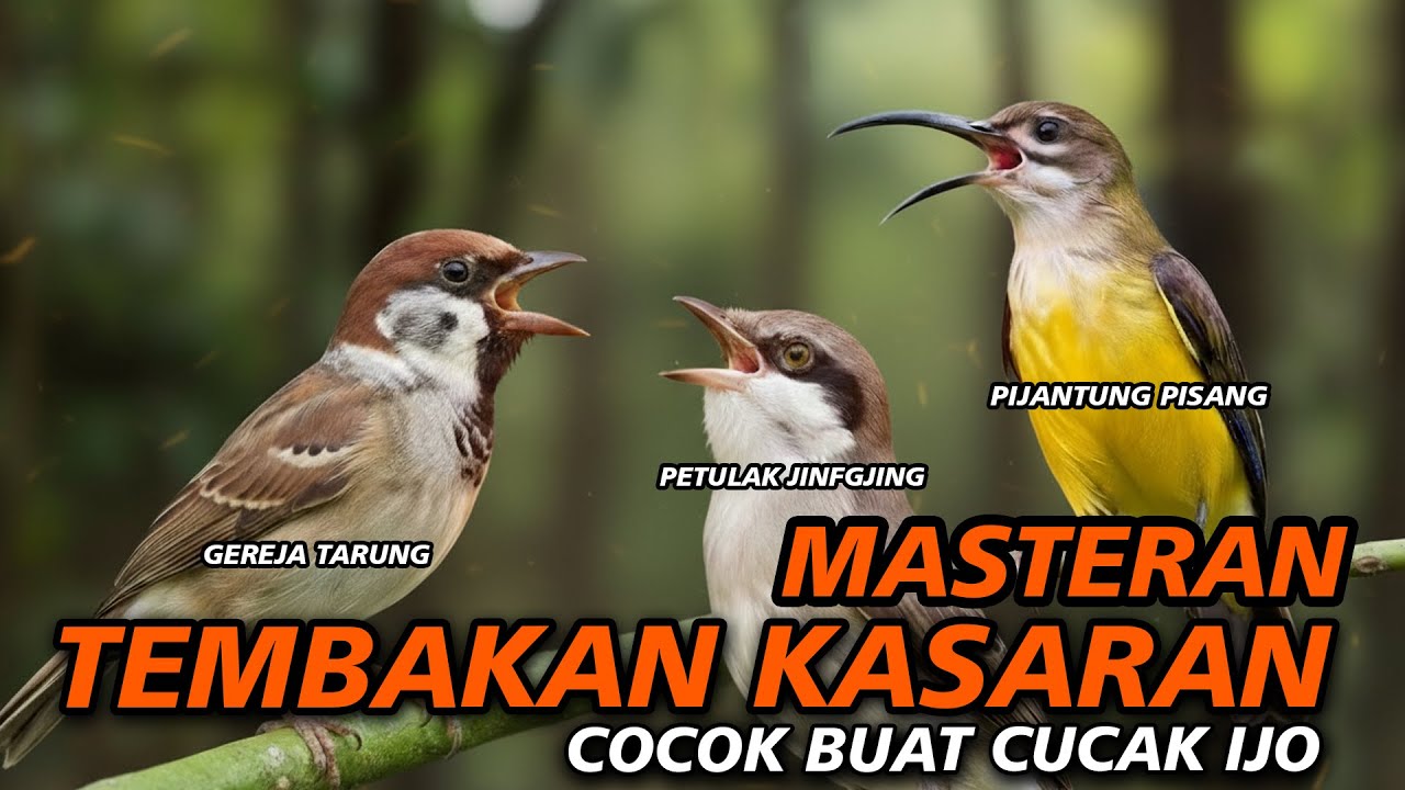 TEMBAKAN KASARAN SUPER JITU BUAT MASTERAN BURUNG | JINJING PETULAK PIJANTUNG PISANG GEREJA TARUNG
