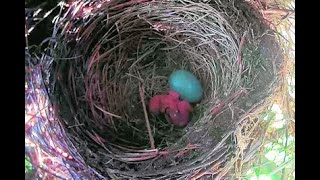 Blackbird nest - 2 hatched  eggs  - Day 2- Part 2