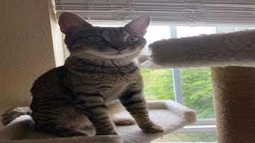 Instinct by ItsHybrid and more [Extreme Demon]