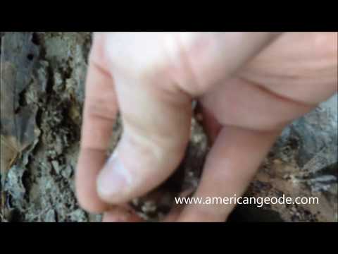 Best Herkimer Diamond Find Ever By American Geode