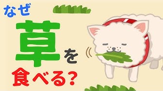 犬嘔吐 Youtube 犬嘔吐 Youtube