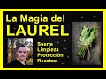 La Magia del Laurel