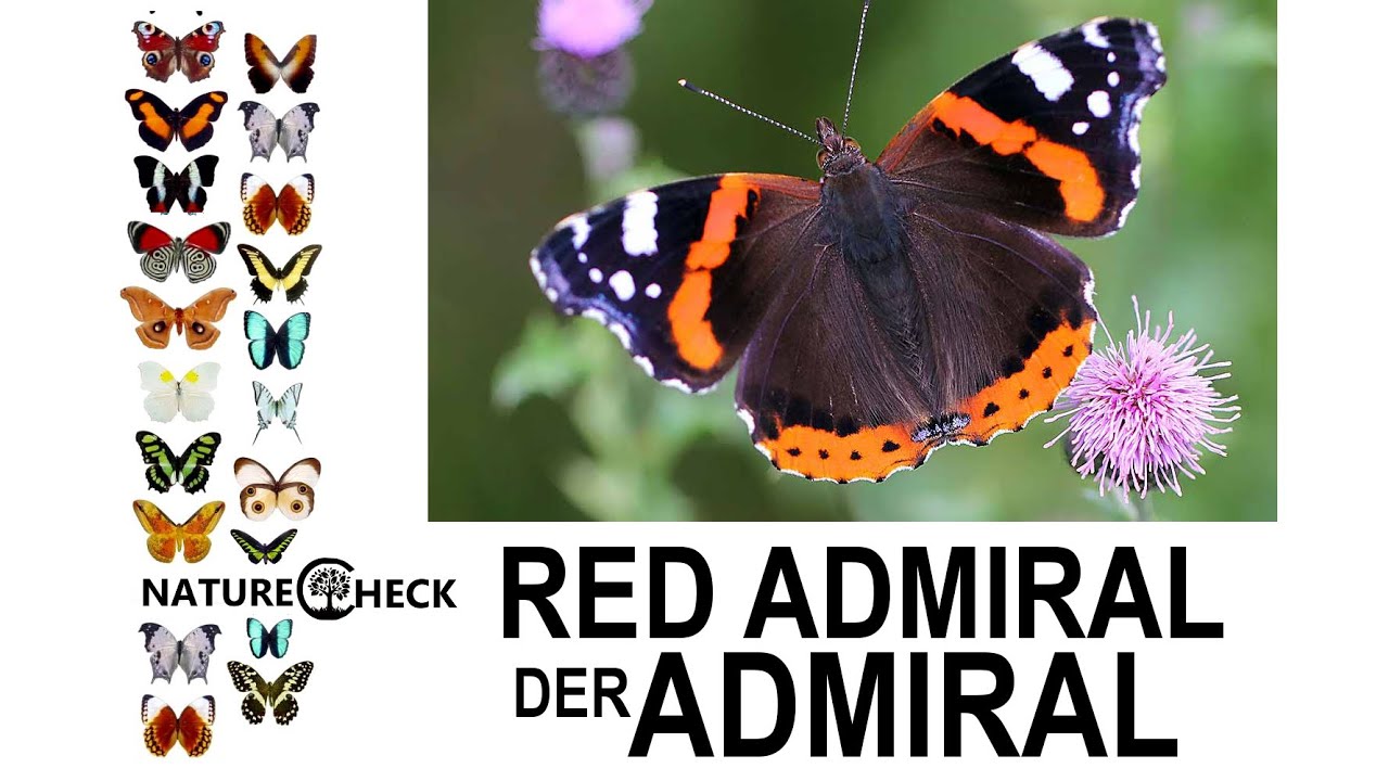 faltering fullback Admiral - Red Admiral