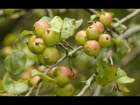 Video: Si Të Bëni Shporta Të Mousseve Të Mollëve