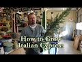 How to grow Italian Cypress (Mediterranean Cypress) with a detailed description