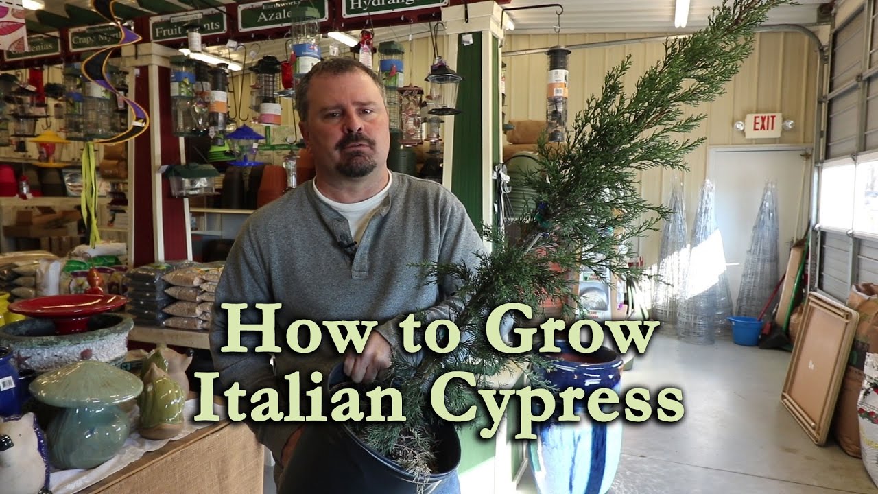 How to grow Italian Cypress (Mediterranean Cypress) with a detailed description YouTube