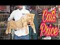 Cat's Price  Latest updates Lahore Tollinton Market Sj Pets Traders