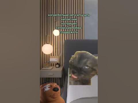 Китайский бобер - YouTube