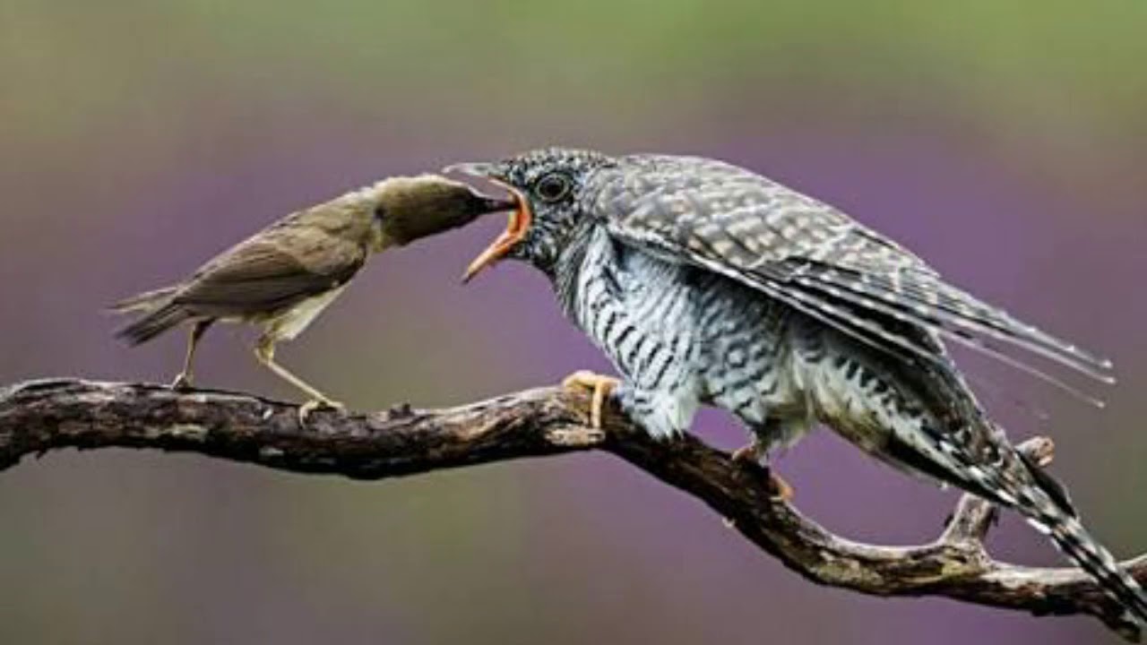  Aneka  burung  nusantara YouTube