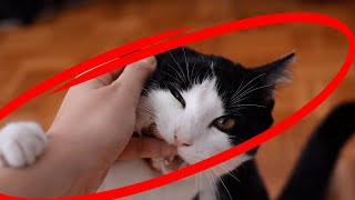 These 10 Things Will BREAK Your Cat's TRUST in You