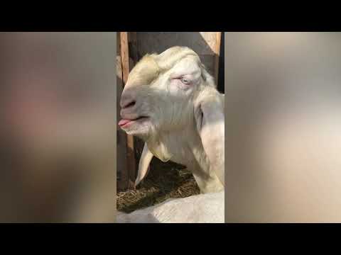 Покрытие козы .Весь процесс покрытия.Козлик Гулаби.