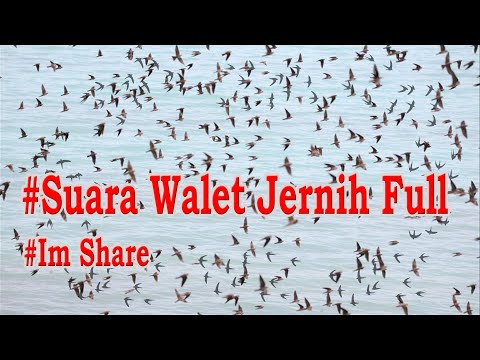 suara-walet-jernih-full---ibm