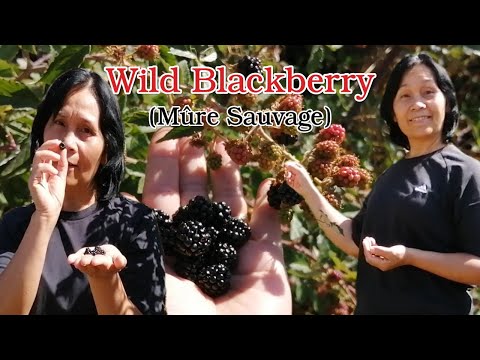 Video: Buah Blackberry Belum Masak: Sebab Blackberry Tidak Menjadi Hitam