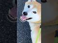 スタバが好きすぎる柴犬..☕︎