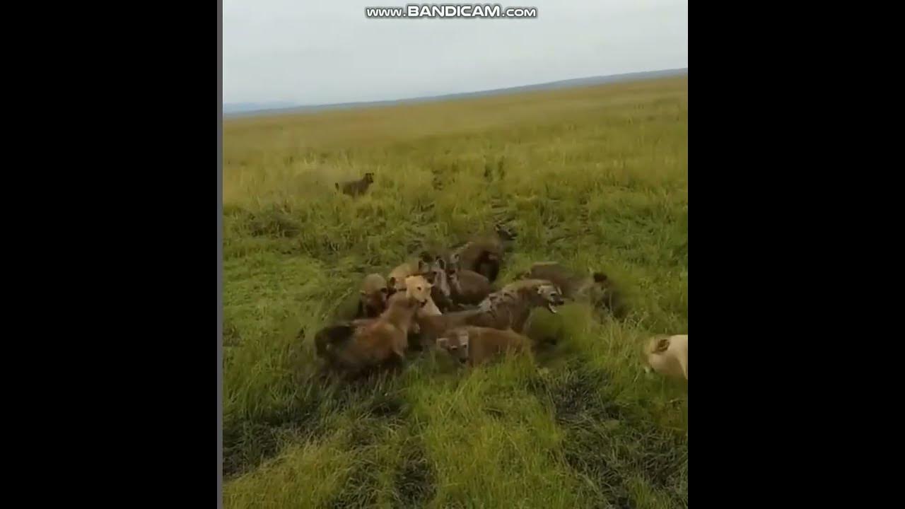 Отбить нападение. Видео охотник ты ты.