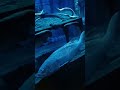 Colourful and Queensland Grouper fishes amazing marine life. #shortsfeed #shortvideo #marinelife