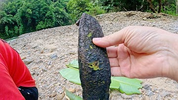 NỘM QUẢ NÚC NÁC