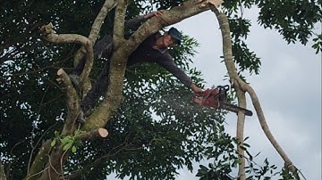 Chú tính cưa cây xà cừ siêu to ở Ba Chúc#cưa cây vùng bảy núi