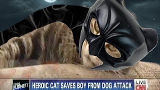 HERO cat saves child from dog attack