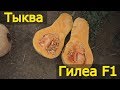 Тыква баттернат Гилеа F1. Soto Seeds. Тамань. ЮгАгро. Часть 1