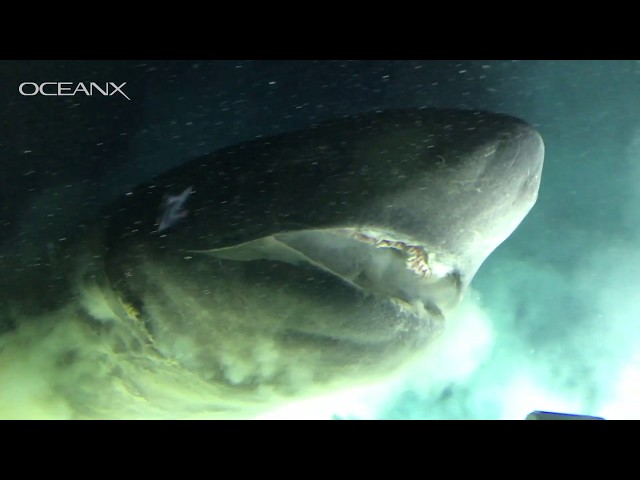 Massive Deep-Sea Shark Checking Out Our Submarine class=