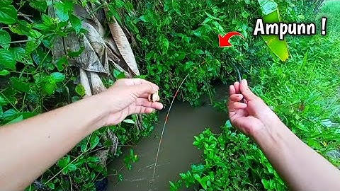 Fishing for wader babon in a narrow ditch - surprised to see a monster
