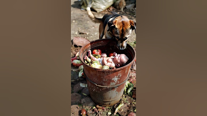Heroic Dog Saves Abandoned Baby from Trash – A Life-Changing Moment! #AnimalHeroes #DogSavesBaby