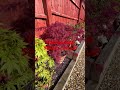 Japanese maple trees, how to select, water, feed and protect them from sun / wind!
