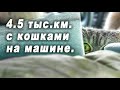 Как кошки пережили 4400 км ДОРОГИ и СТРЕССА.