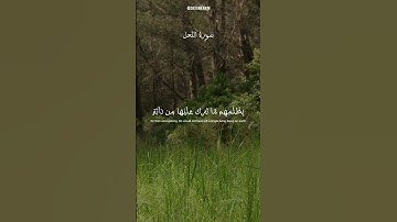 #سورة_النحل للقارئ عبدالرحمن مسعد #quran