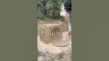 Really Unique Quail Trap Using Cardboard Box #shorts