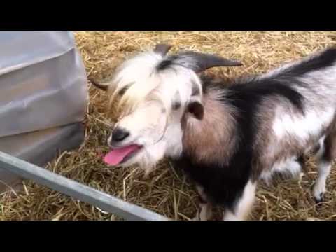 Talking Goat - amazing