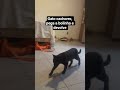 gato inteligente pega a bolinha que o dono joga #cat #caminhoparaumavidamelhor #cute #pets