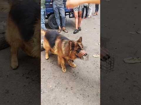 الكلب الجدع Dog Germanshepherd Doglover Pitbull Foryou Pets Dogs Animals Love Rottweiler 
