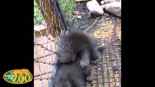 Porcupettes Playing screenshot 4