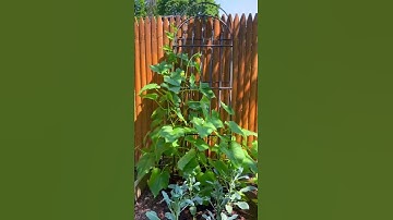 CUCUMBER PLANT TIMELAPSE 🥒