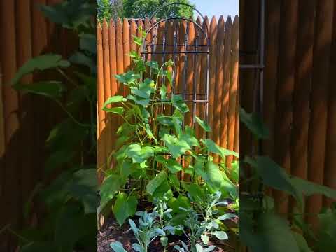 CUCUMBER PLANT TIMELAPSE