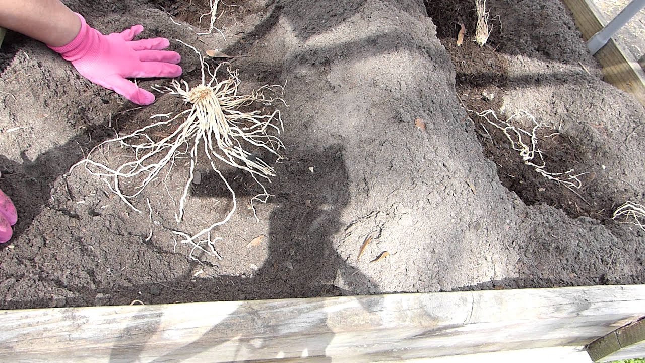 Best Way To Prep The Soil And Plant Asparagus - Step By Step - YouTube