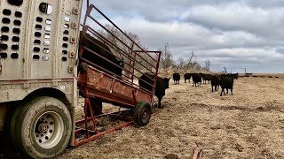 Out With The Calves and In With The Cows!!