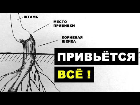 Используем корневую поросль как подвой